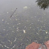 Обзор природных причин массовой гибели водных биологических ресурсов в водных объектах Камчатского края