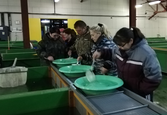 На рыбоводных заводах Камчатки продолжается выпуск молоди тихоокеанских лососей
