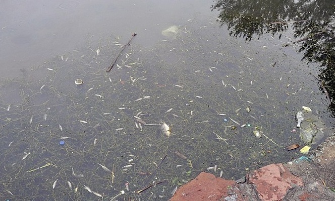 Обзор природных причин массовой гибели водных биологических ресурсов в водных объектах Камчатского края