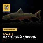Голец - маленький лосось.