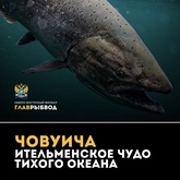 Интересный факт о чавыче.