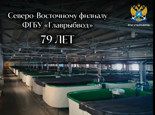 79 лет на страже Тихоокеанского лосося: факты о Северо-Восточном филиале, которые Вы могли не знать