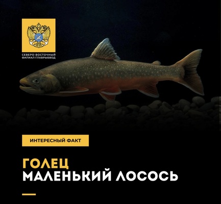 Голец - маленький лосось.