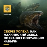 Секрет успеха: как Малкинский завод сохраняет популяцию чавычи