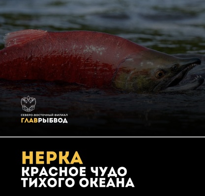 Нерка: красное чудо Тихого океана.