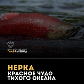 Нерка: красное чудо Тихого океана.