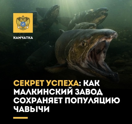 Секрет успеха: как Малкинский завод сохраняет популяцию чавычи