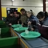 На рыбоводных заводах Камчатки продолжается выпуск молоди тихоокеанских лососей