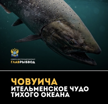 Интересный факт о чавыче.